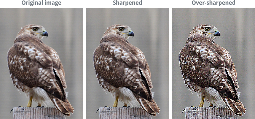 images comparing varying levels of image sharpness