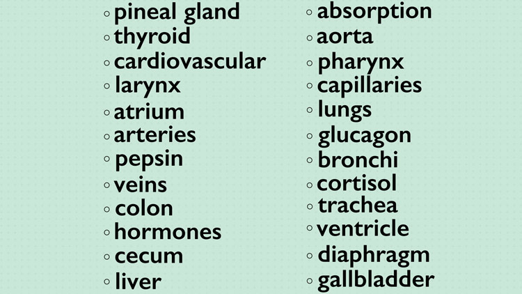 list of various vocab words from an anatomy class