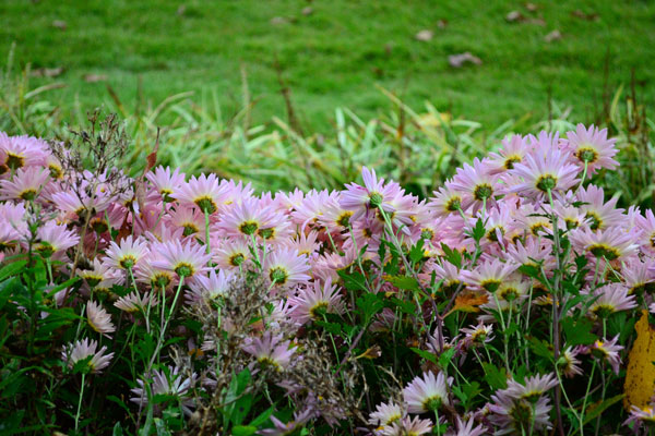 image of flowers