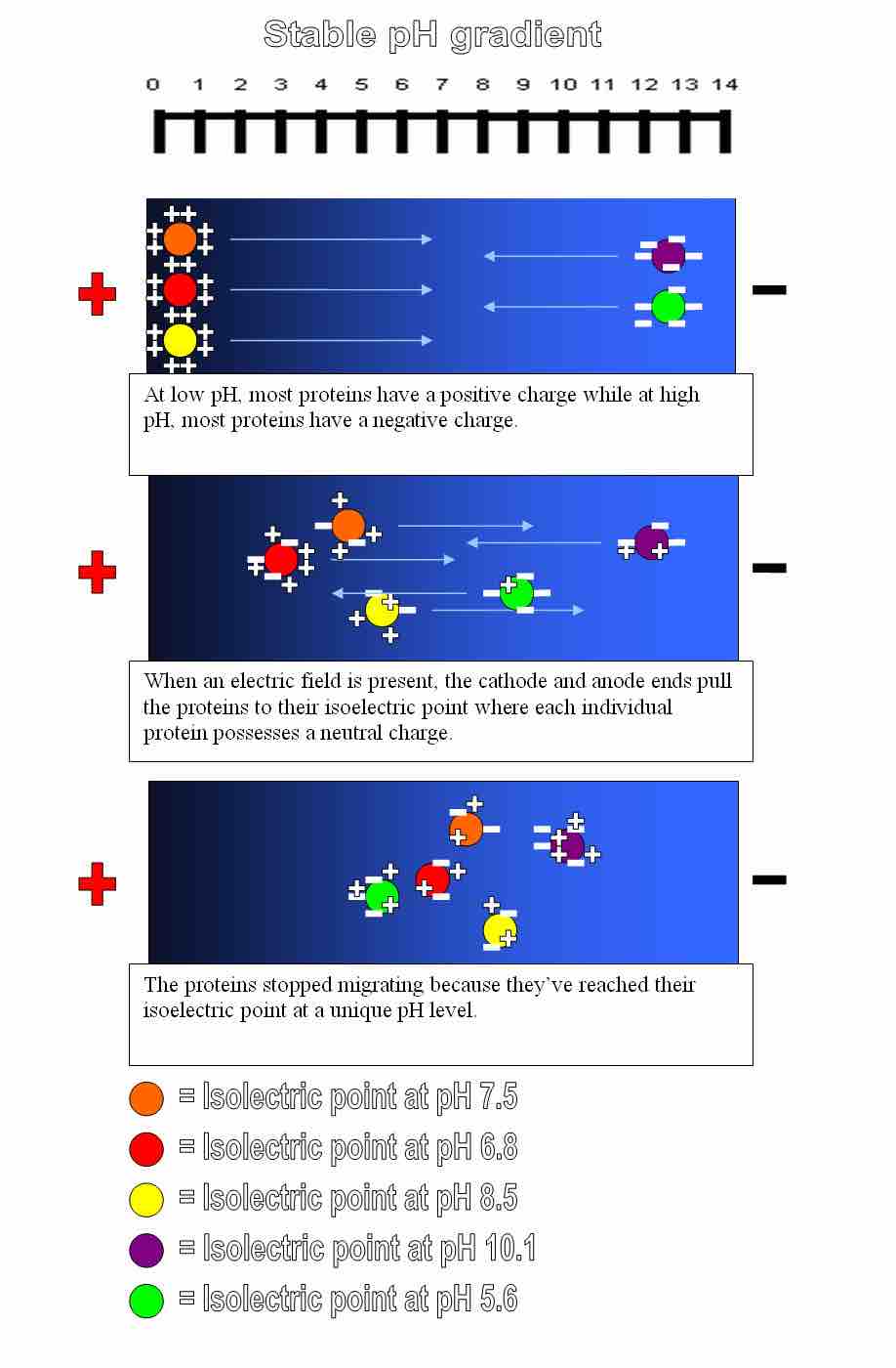 Isoelectric focusing