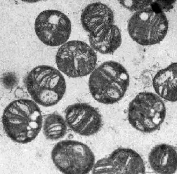 Methylococcus capsulatus