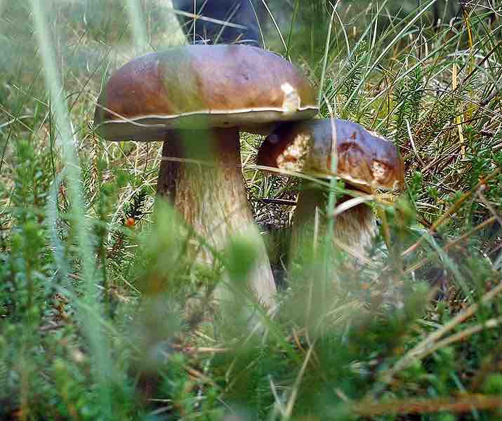 Boletus edulis