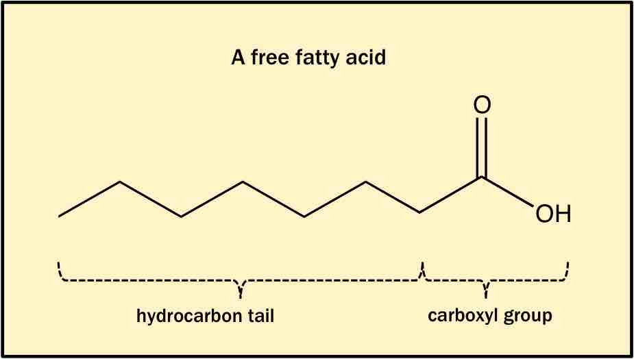 An example of a fatty acid