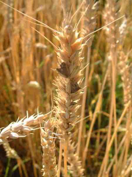 Example of Ergot on Wheat