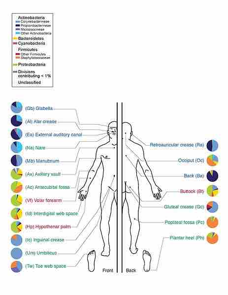 Bacteria commonly found in and on humans