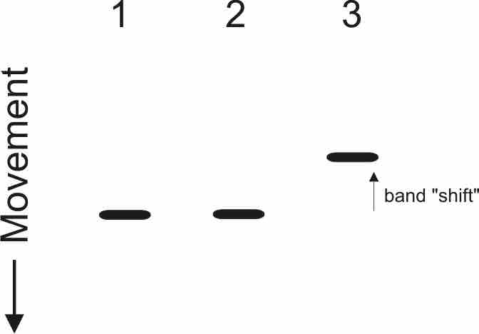 Gel Shift Assay