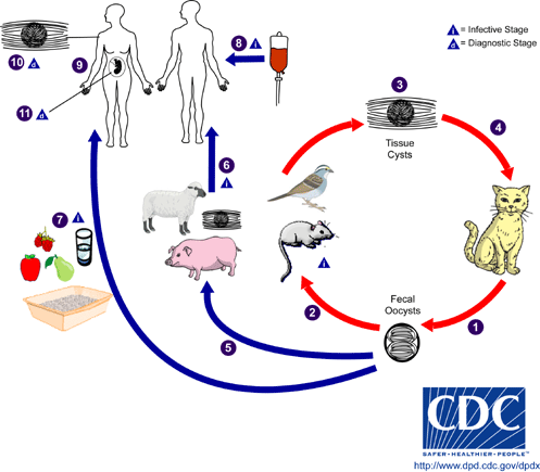Toxoplasmosis Life Cycle