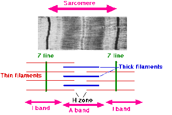 Sarcomere