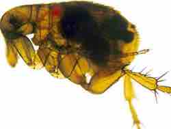 A flea infected with yersinia pestis