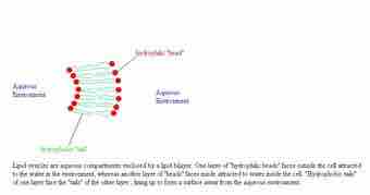 Tina liposome