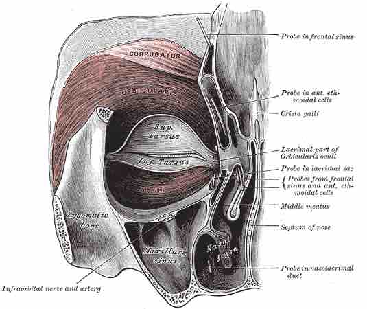 The orbicularis oris (eye) muscle