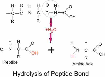 Hydrolysis of peptide bond