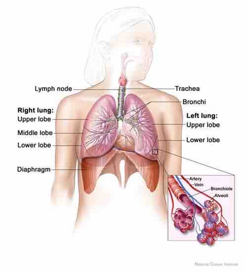 The lobes of the lungs