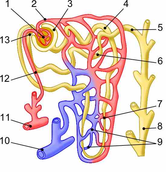 The basic physiology of a nephron within a kidney