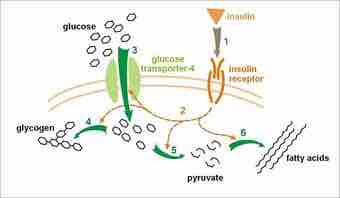 Insulin glucose metabolism