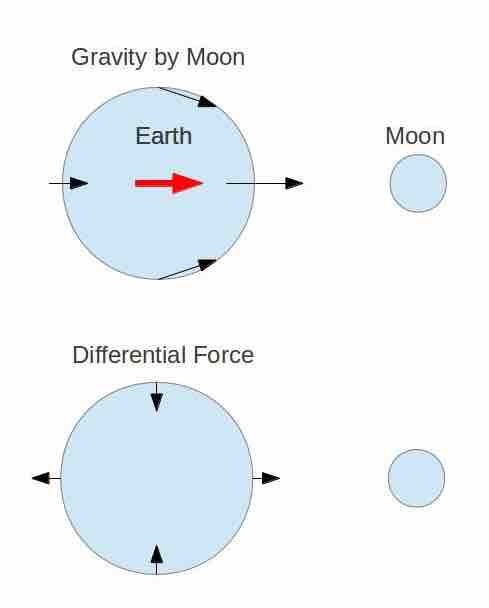Moon's Gravity on the Earth