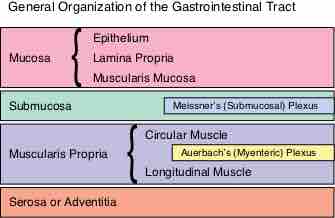 General organization of the gastrointestinial tract