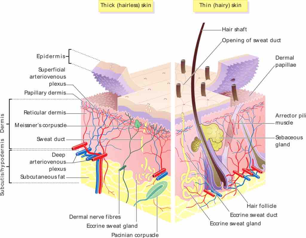 Layers of cutaneous membranes (skin)