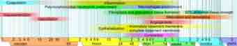 Wound healing phases