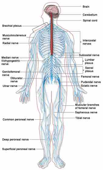 Nervous system diagram