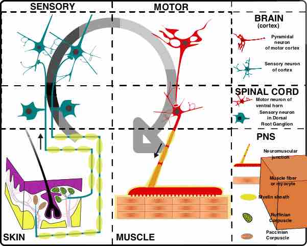The organization of the nervous system