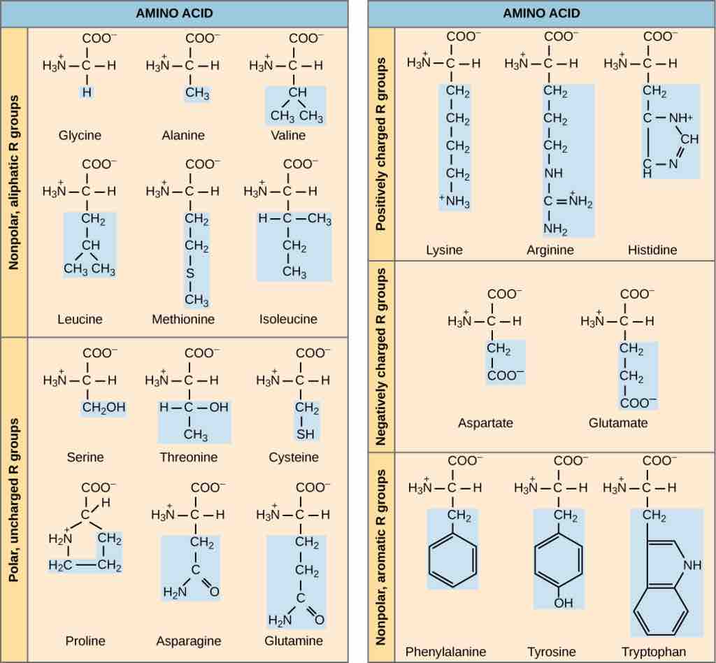 Types of amino acids