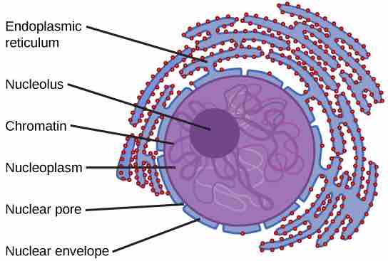 Eukaryotic Nucleus