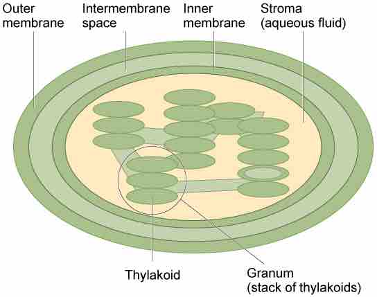 The Chloroplast Structure