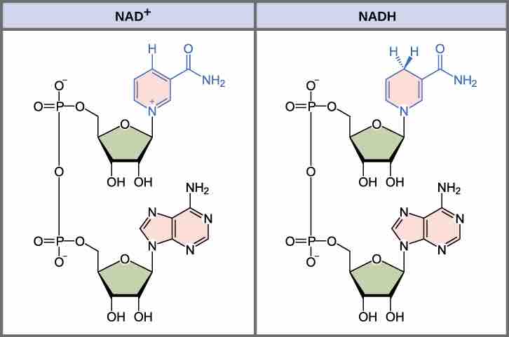 The structure of NADH and NAD+