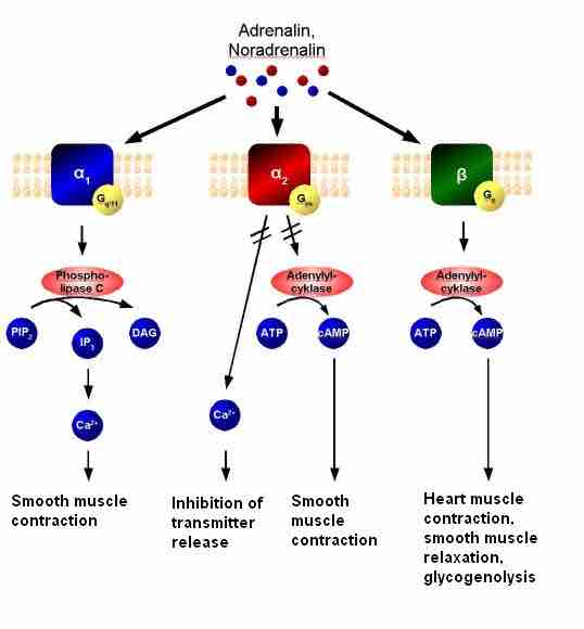 Adrenergic signal transduction