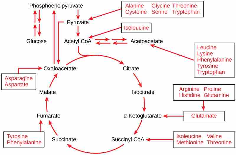 Connection of Amino Acids to Glucose Metabolism Pathways
