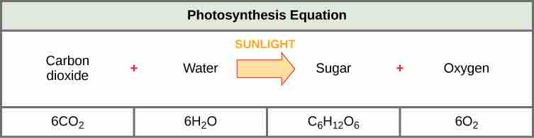 Chemical equation for photosynthesis