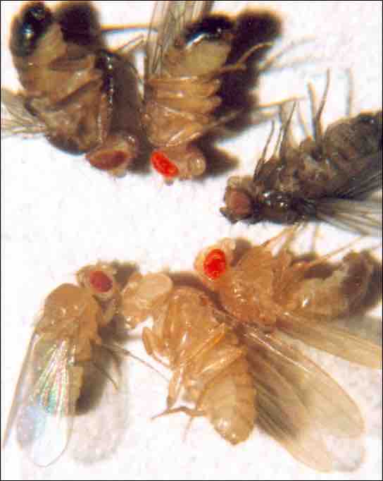 Eye color in Drosophila is an example of a X-linked trait