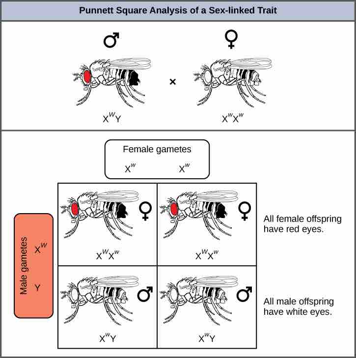 Punnett square analysis of <em>Drosophila</em> eye color