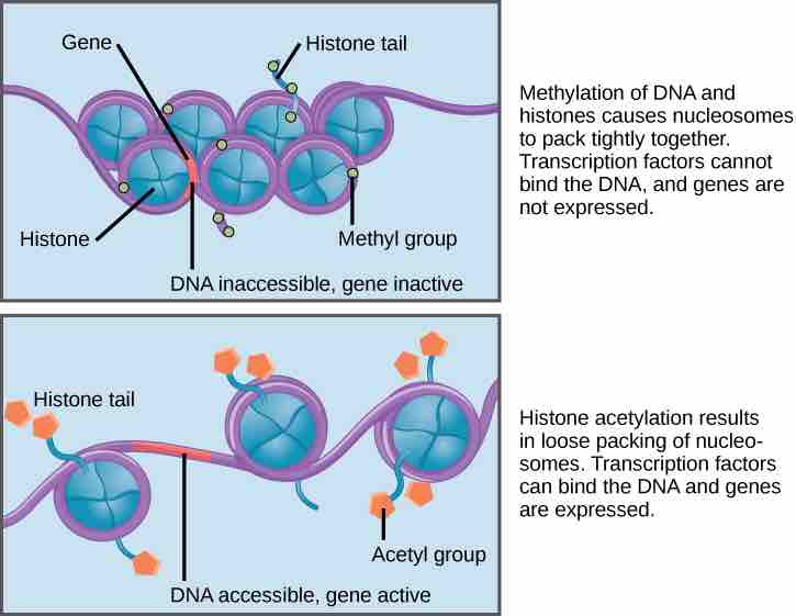 Nucleosomes can change position to allow transcription of genes