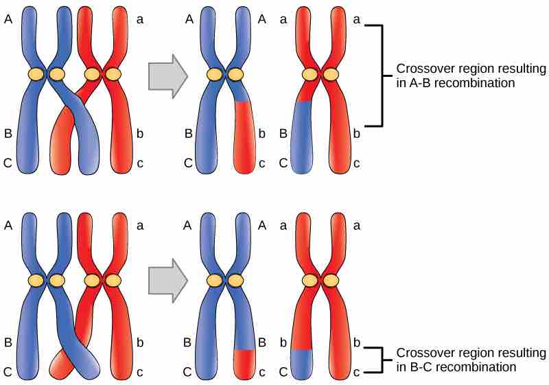Crossovers and Recombination