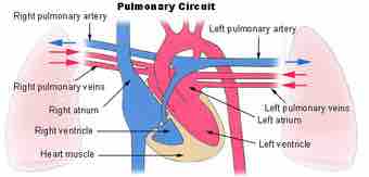 Illu pulmonary circuit