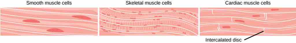 Types of muscle fibers