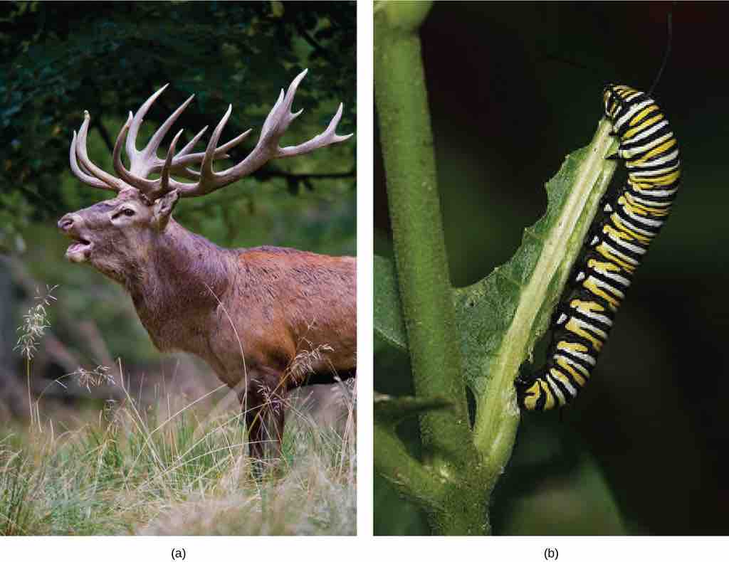 Examples of herbivores