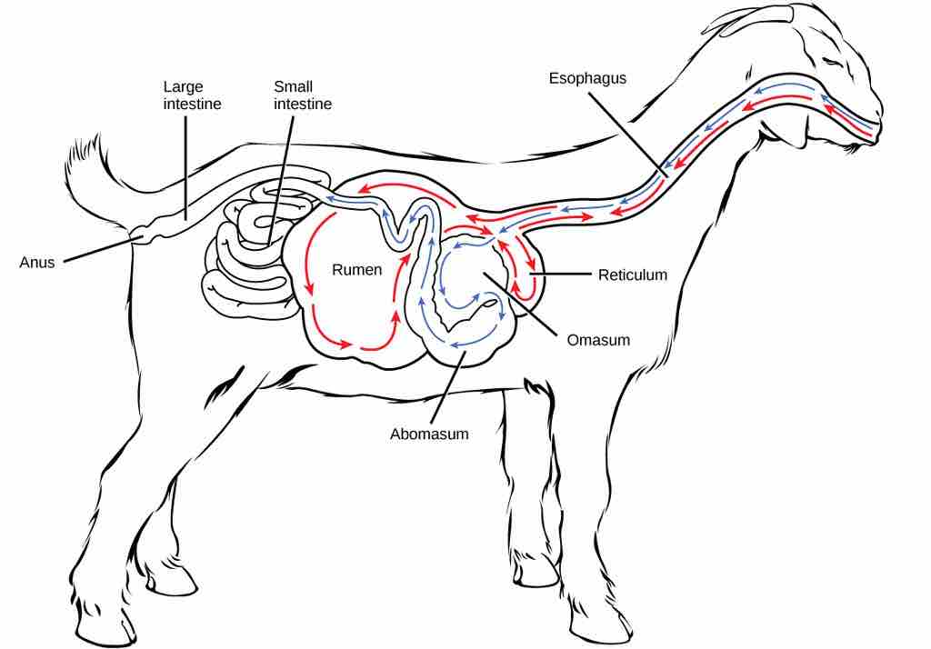 Ruminant mammal digestive system