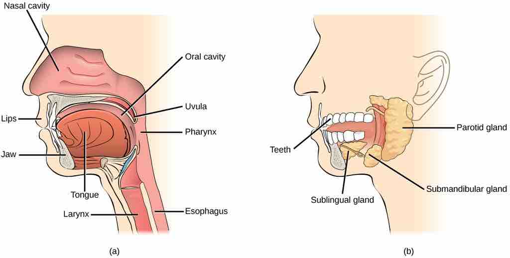 Digestion begins in the oral cavity