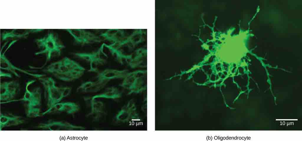 Images of glial cells