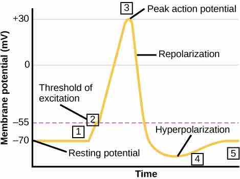Formation of an action potential