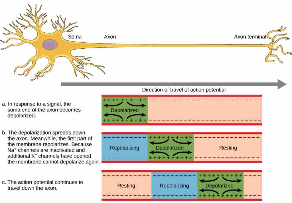 Action potential travel along a neuronal axon