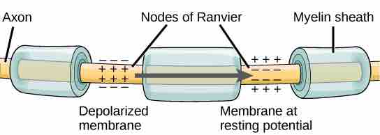 Nodes of Ranvier