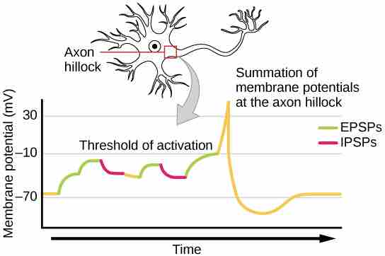 Signal summation at the axon hillock