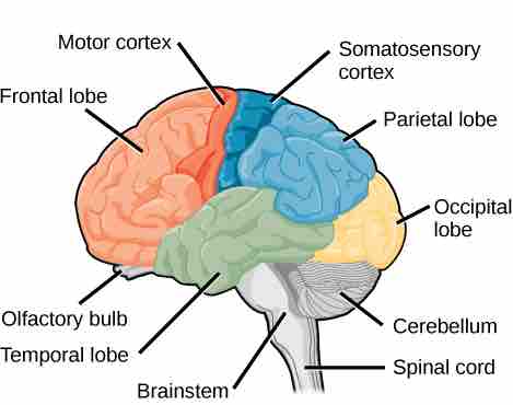 Lobes of the cerebral cortex