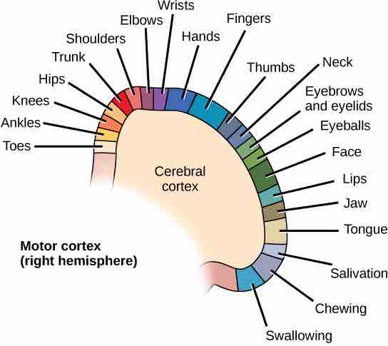 Motor cortex control of muscle movement
