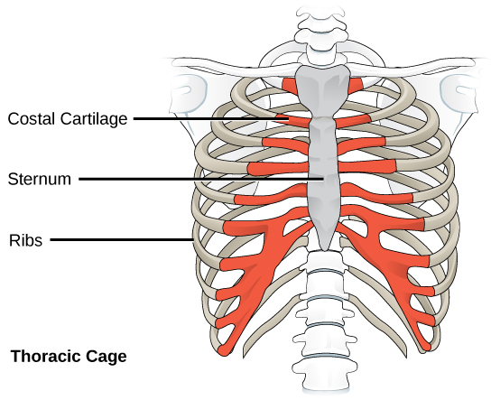 Thoracic cage