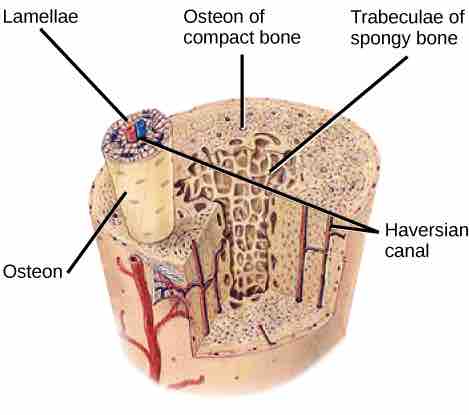 Components of compact bone tissue